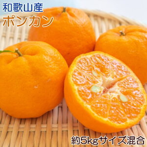 yӂ邳Ɣ[ŁzyZza̎RY|J5kgiTCYEDGij y2026N2{`2026N3{菇z/݂  |J a̎R t[c ʕ