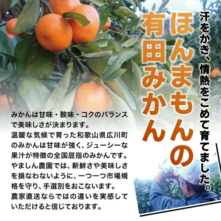楽天市場 ふるさと納税 有機質肥料100 こだわりの有田みかん 農家直送 約10kg 発送時期が選べる 22年秋以降発送 先行予約 11月発送 12月発送 1月発送から選べます 日付指定不可 有機質肥料100 みかん 温州みかん 柑橘 有田 楽天ふるさと 和歌山県