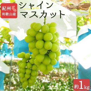 yӂ邳Ɣ[ŁzVC}XJbg 1kg@IBa̎R 炬Ym2026N8{ȍ~\nmUT118n | t[c ʕ  Hi lC    Ԃǂ  a̎RY