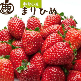 【ふるさと納税】朝摘み完熟まりひめ約1.2kg（300g前後×4トレイ）［和歌山ブランド苺まりひめ］［こだわりの土耕栽培のいちごを農家直送］［IKE97］