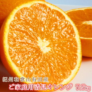 yӂ邳Ɣ[ŁzmƒpAnIBLcYIW@7.5kgm2026N3{ȍ~nms\nmUT54n | a̎R ߒqY IW k 񂫂 ʕ  t[c ʎ