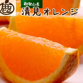 【ふるさと納税】【選べる容量】先行予約 厳選 清見オレンジ 1～10kg+250g（傷み補償分）［光センサー食頃出荷］［樹上完熟きよみオレンジ・清見タンゴール・清美］［IKE147］ | 和歌山県 和歌山 那智勝浦町 返礼品 しらぬい 柑橘類 柑橘 果物 フルーツ 果実