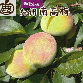 【ふるさと納税】【選べる容量】厳選 紀州南高梅(青梅) 1～5kg+250g（傷み補償分）【梅干し・梅酒・梅ジュース】［IKE216］ | フルーツ 果物 くだもの 食品 人気 おすすめ 送料無料 梅干し 梅酒 梅ジュース