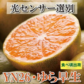 【ふるさと納税】家庭用 極早生有田みかん 4.5kg+135g（傷み補償分）訳あり YN26 ゆら早生＜2024年9月より発送＞