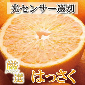 【ふるさと納税】＜4月より発送＞厳選樹上完熟はっさく4kg+120g（傷み補償分）【有田の春みかん・五月八朔・さつきはっさく・木生りはっさく・きなりはっさく】【光センサー選別】