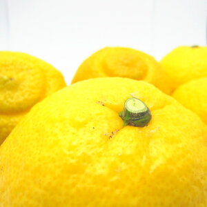 yӂ邳Ɣ[Łz@͂邩@2kg 3kg 5kg@y2026N1{`3{ɏz