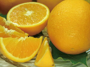 yӂ邳Ɣ[Łz oVAIW[5kg]󒬓cYt݂t񂫂(IʁEʎTCY) Iɍq{ 2025N6{`2025N7{ɏ\(͂ws