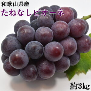 yӂ邳Ɣ[Łz yVNEYza̎R炬Y˂ȂsI[l3kg 2025N8{`2025N9{\i͂wsj