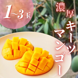 yӂ邳Ɣ[Łz y  }S[ zZ L[c}S[ _eʂIт^ 2025N9{`10{\