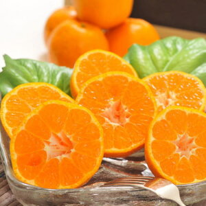 �y�ӂ邳�Ɣ[�Łz����@�Z���|���J�� ��2kg ��3kg ��5kg�y2026�N2�����{�`3�����{���ɏ��������z �������w��s��