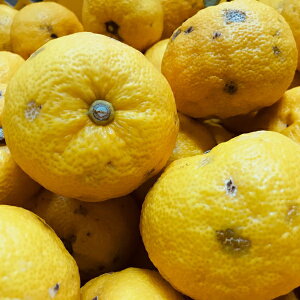 �y�ӂ邳�Ɣ[�Łz �y��s�\��z�y���Y�z�I�B�a�̎R�̂��ƒ�p�󂠂�M�q�i�䂸�j ��3kg ��2025�N10�����{�`2026�N1�����{���ɏ��������\�� �������w��s��