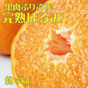 yӂ邳Ɣ[Łz ʓՂՂ!n͂5kg 2026N2{`2026N2{ɏ\(͂ws)