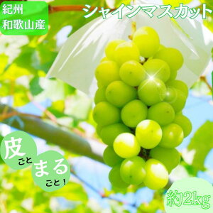 yӂ邳Ɣ[Łz IBa̎RY VC}XJbg 2kg 2026N8{`2026N9{ɏ tws Ԃǂ uhE  }XJbg ʕ  t[c lC {̉