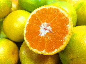 �y�ӂ邳�Ɣ[�Łz �y2026�N�����z �I�B�a�̎R�L�c�Y��瑁���݂��� ��5kg / ��10kg ��s�\�� ��2026�N10�����{���`11����{�����������i���͂����w��s�j