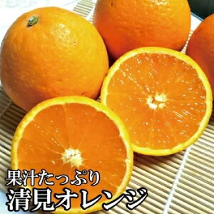 yӂ邳Ɣ[Łz _ZT[Iʁ^ʏ`ՂIIW 5kg L@엿100% TCY 3{菇\i͂wsj