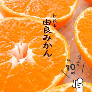 yӂ邳Ɣ[Łza̎RRǂ݂ 10kg Gi TCY܂(LEMES) ꂩ͂ysml111Az