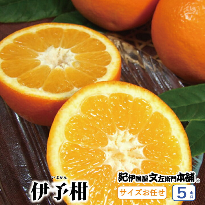 楽天市場 ふるさと納税 伊予柑 いよかん 約5kg サイズおまかせ 23年1月中旬 2月中旬頃に順次発送予定 お届け日指定不可 紀伊国屋文左衛門本舗 和歌山県北山村
