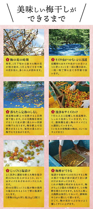 熟南高梅 生梅 M 梅酒 支援品 6月中旬から 7月7日頃まで順次発送 ご当地 和歌山 特産品 梅 L一任２ｋｇ箱 青梅 納税 お土産 和歌山市 うめぼし ウメ ふるさと うめ 梅の実 国産 梅干し 返礼品 梅干 和歌山県
