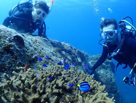 【ふるさと納税】 【初心者ダイバー・ブランクダイバー大歓迎】 2ボートダイビング（1名） 【ダイバー（Cカード所持者）限定】スキューバダイビング チケット ダイビング 串本ダイビングセンター