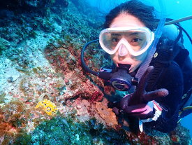 【ふるさと納税】 ウミウシダイビング（2ボート）1名様分 【ダイバー（Cカード所持者）限定】/ スキューバダイビング チケット ダイビング 串本ダイビングセンター