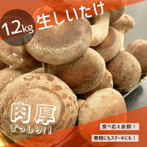 yӂ邳Ɣ[Łz  1.2kg I{Fȍ͂I Eh{_yr[Ly[{z / ő   ۏ ̂