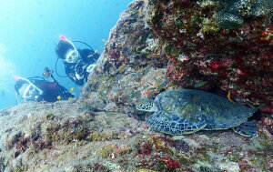 yӂ邳Ɣ[Łz 2{[gt@_CrO 1l ARK Diving Shop {X l̃_CrOł܂萅Eē܂B 2{[g_CrO XL[o_CrO `Pbg
