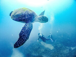 yӂ邳Ɣ[Łz 2r[`t@_CrO 1l ARK Diving Shop {X _CrOSҁAuN_Co[̕ɂ߁I 2r[`_CrO XL[o_CrO `Pbg