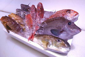 【ふるさと納税】＼朝どれ新鮮／ 鮮魚セット (小) 約3kg 目利きのプロが厳選した旬の魚をその日の内に発送！