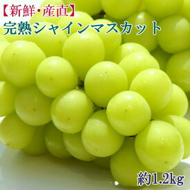【ふるさと納税】 [新鮮・産直]和歌山かつらぎ町産の完熟シャインマスカット約1.2kg ※2025年8月下旬～2025年9月下旬頃に順次発送予定（お届け日指定不可）
