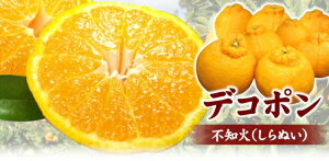 yӂ邳Ɣ[Łz cYufRvsm[3kg]󒬓cYt݂(ʎTCY܂)/Iɍq{ 2025N2{`2025N3{ɏ\(͂ws)