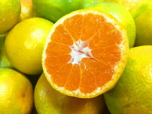 �y�ӂ邳�Ɣ[�Łz �y2026�N�����z�I�B�a�̎R�L�c�Y��瑁���݂��� ��5kg / ��10kg ��2026�N10�����{���`11����{�����������i���͂����w��s�j