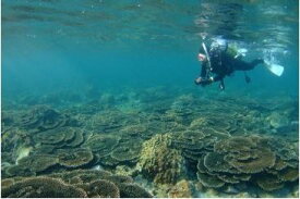 【ふるさと納税】 サンゴの海で【体験ダイビング】インストラクター付き2名様 マリンステージ串本店