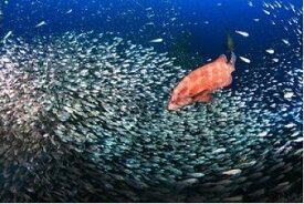 【ふるさと納税】 串本の海で【2ボートダイビング】ガイド付き（2名様） マリンステージ串本店