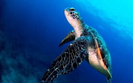 【ふるさと納税】 2ボートダイビング券 南紀シーマンズクラブ