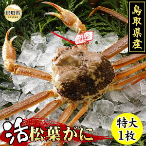 yӂ邳Ɣ[ŁzF24-009 挧Y@tɁi^Otj1yԌz 挧  ^Ot   Kj I tKj YCKj