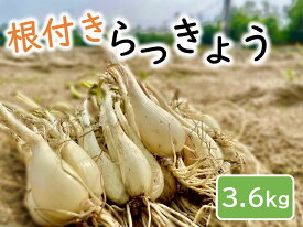 【ふるさと納税】0984 橋本さんちの根付き生らっきょう 3.6キロ　　鳥取　ラッキョウ　　送料無料