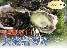 【ふるさと納税】1534 【魚倉】不揃い 天然岩ガキ 2kgセット！ 　カキ　　　期間限定