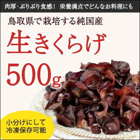 【ふるさと納税】1608 純国産 生きくらげ500g　　国産きくらげ　キクラゲ　鳥取