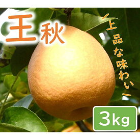 【ふるさと納税】王秋梨 3kg【やぶやフルーツガーデン】 | 鳥取 梨 なし 王秋梨 期間限定 送料無料 鳥取県 鳥取市