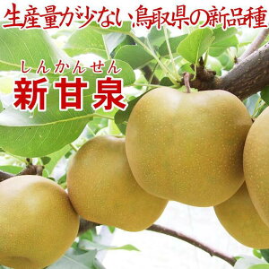 yӂ邳Ɣ[Łz挧Y VÐ5kg 󂠂ytH[V[Yz |   