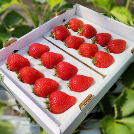 【ふるさと納税】鳥取県新ブランド苺「とっておき」大粒詰め合わせ【苺工房たけうち】