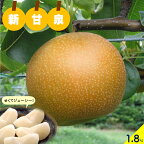 先行予約 梨 新甘泉 しんかんせん 1.8kg 約6個【24-014-003】【冷蔵便でお届け】【8月下旬～9月上旬お届け】 和梨 ナシ フルーツ 果物 果汁 果肉 甘い ジューシー ご当地 産地直送 鳥取県産 鳥取県 米子市
