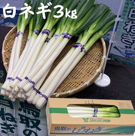 【ふるさと納税】鳥取県産 白ねぎ 3kg(2Lサイズ2本×10束) 鳥取県西部農業協同組合直販推進課 新鮮なものを直売所から、直送いたします。産地直送 白ねぎ 野菜 白ネギ ネギ ねぎ 野菜 お取り寄せ ご当地 特産品 鳥取県 米子市