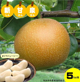 【ふるさと納税】先行受付 鳥取県産 新甘泉 梨 5kg 【8月中旬頃から順次発送】鳥取西部農業協同組合 26-020-001