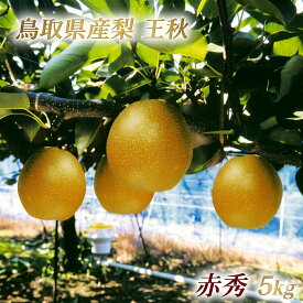 【ふるさと納税】鳥取県産 王秋梨 “赤秀” 5kg （6〜8玉入）大山恵みの里公社 数量限定 ナシ なし フルーツ 果物 くだもの デザート 果汁 和梨 先行受付 産地直送 お取り寄せ ご当地 鳥取県 米子市 送料無料
