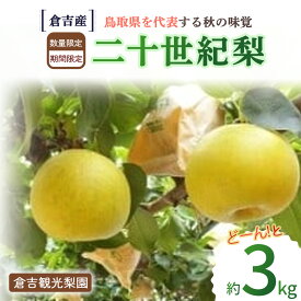【ふるさと納税】 二十世紀梨 【倉吉産】3kg（倉吉観光梨園） 鳥取 梨 果物 フルーツ 和梨 先行予約 数量限定 詰め合わせ 二十世紀梨 20世紀梨 甘い 人気