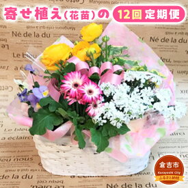 【ふるさと納税】寄せ植え（花苗）の12回定期便 花 誕生日 記念日 贈り物 プレゼント 母の日 父の日 敬老の日 セット 鉢