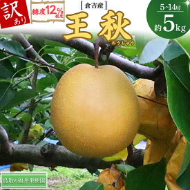 【ふるさと納税】 訳あり 先行予約 王秋 5kg【倉吉産】 福井果樹園 訳あり 梨 なし ナシ おうしゅう 王秋 ブランド梨 鳥取 5kg 果物 フルーツ 和梨 先行予約 数量限定 詰め合わせ 人気 甘い 鳥取県 倉吉市