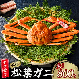 【ふるさと納税】【魚倉】タグ付き ボイル 松葉ガニ （大 800g 以上） ズワイガニ 松葉蟹 松葉かに 冷蔵 カニ かに かにしゃぶ 限定価格 限定寄付額 【11月から3月発送予定】