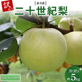 【ふるさと納税】 【訳あり】　二十世紀梨 5kg（10〜20玉） 倉吉産 福井果樹園 二十世紀梨 20世紀梨 梨 なし ナシ ブランド梨 果物 フルーツ 和梨 数量限定